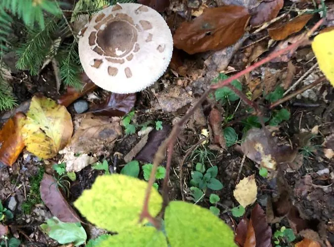 Village Hotel Lautzenhausen